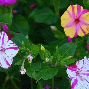 May include: Close-up of four flowers with pink, white, and yellow petals. The flowers have a striped pattern and are blooming in a garden setting.