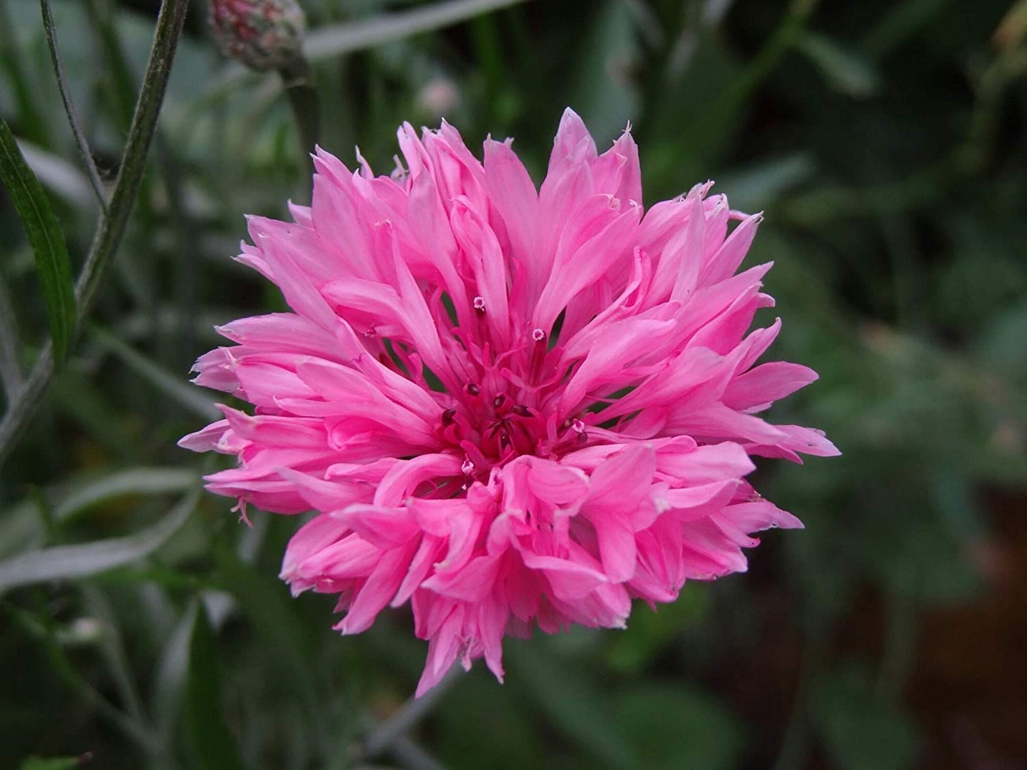 Bachelor Button Seeds, Tall Pink Bachelor Button Flower Seeds,