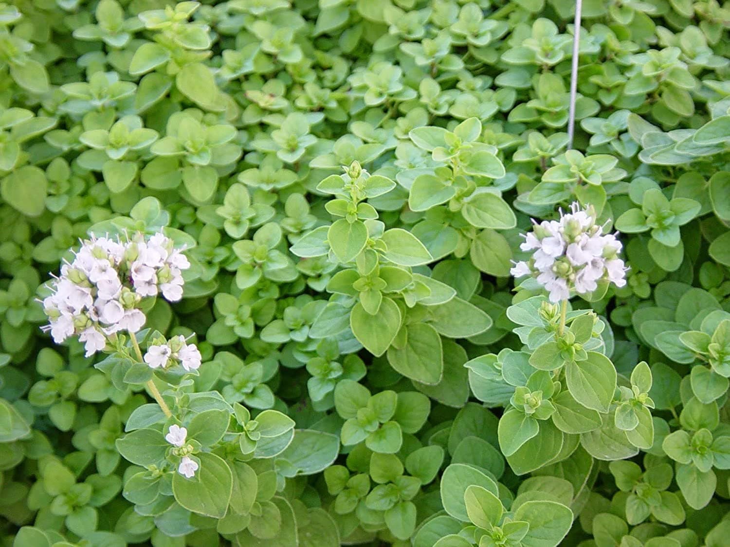 Marjoram Herb Seeds Sweet Marjoram Seeds COOL BEANS N Etsy