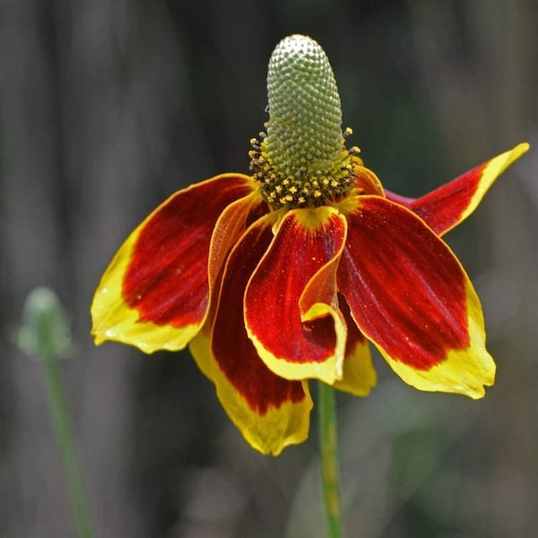 Mexican Hat, Yellow Mexican Hat Flower Seed, ."Cool Beans N Sprouts" Brand. Home Gardening.