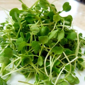 Arugula Seeds for Sprouting Microgreens, cool Beans N Sprouts Brand, a ...