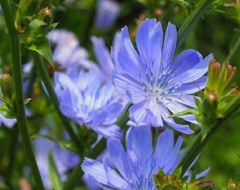 Chicory Flower Seeds,  "COOL BEANS N sprouts" Brand. Home Gardening.