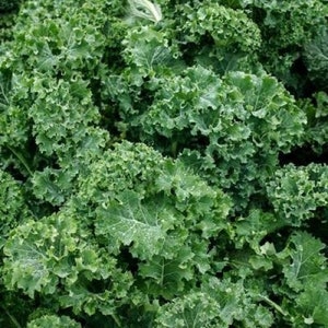 Kale Seeds  Siberian Kale Seeds ,"COOL BEANS N sprouts" Brand. Home Gardening.