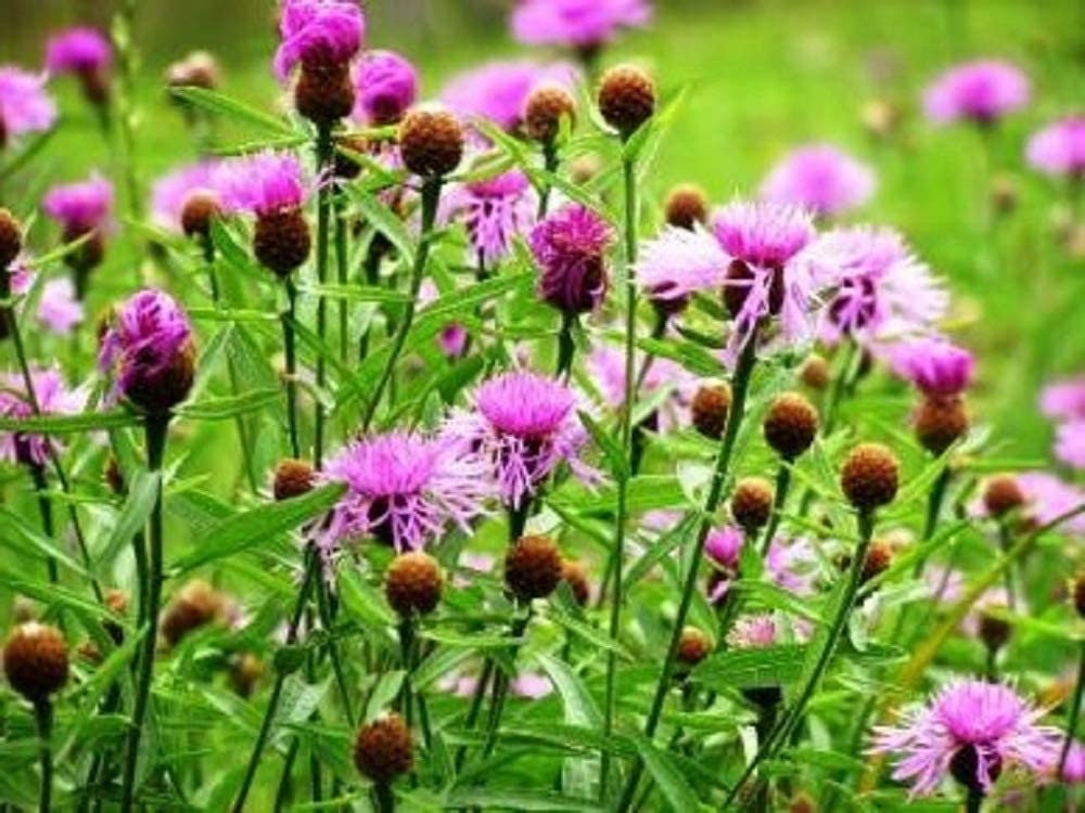 Bachelor Button Seeds, Tall Pink Bachelor Button Flower Seeds,