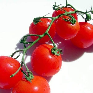 Tomato Seeds, Large Sweet Cherry Tomato Seeds,"COOL BEANS N sprouts" Brand. Heirloom. Non-GMO. Home Gardening.