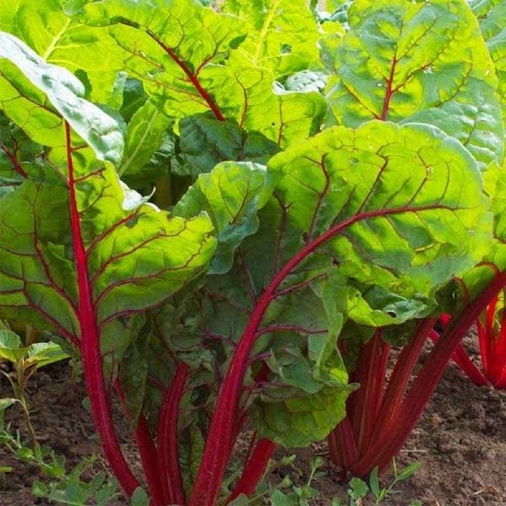 Swiss Chard Seeds, Ruby Red Swiss Chard Seeds,"cool BEANS N Sprouts ...