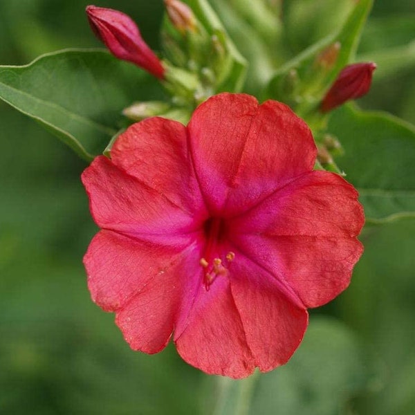 Four O'Clock Red Flower Seeds,"COOL BEANS N sprouts" Brand. Home Gardening.