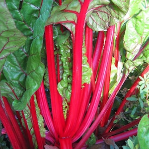 Rhubarb Seeds ,  Swiss Chard Rhubarb Seeds,&quot;COOL BEANS N sprouts&quot; Brand. Heirloom. Non-GMO. Home Gardening.