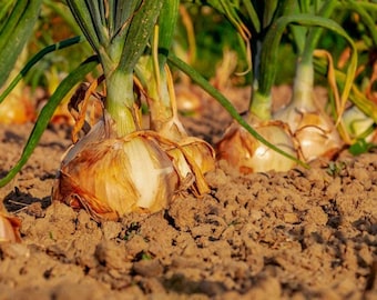 Onion Seeds,  Texas Early Grano Onion Seeds,"COOL BEANS N sprouts" Brand. Home Gardening.