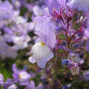 Snapdragon Flower Seeds ,  Linaria Maroccana Snapdragon Fairy Bouquet Flower Seeds,&quot;COOL BEANS N sprouts&quot; Brand. Home Gardening.