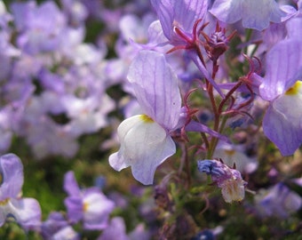 Snapdragon Fairy Bouquet Seeds – 2000+ Dwarf Linaria Maroccana Flower Seeds For Spring/Summer Planting | USA Seller, Free Shipping