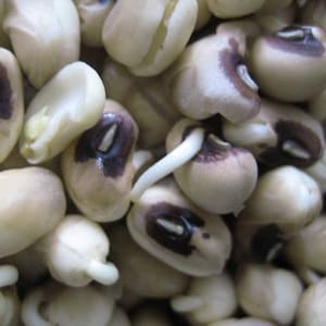 Pea California Black Eye Peas, Seeds, Non-GMO, USA Product. &quot;Cool Beans N Sprouts Brand &quot;.