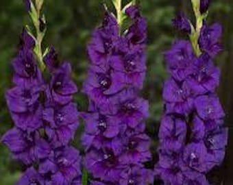 Gladiolus Flower Bulbs, Purple Gladiolus Bulbs . Gladiolus Flower Bulbs for planting in your own home garden. COOL BEANS N SPROUTS brand.