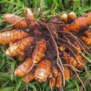 May include: A close-up of a cluster of turmeric roots, freshly harvested from the ground. The roots are a vibrant orange color and have a rough, textured surface. The roots are surrounded by green grass.