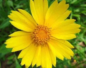 Lance-Leaved Coreopsis Flower Seeds,"COOL BEANS N sprouts" Brand. Home Gardening.