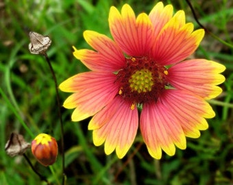 Gaillardia Blanket Flower Seeds, "COOL BEANS N sprouts" Brand. Home Gardening. This flower is also know as  Arizona Sun.