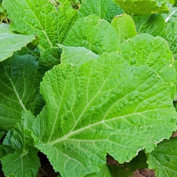 Mustard Greens Seeds,  Florida Broadleaf Mustard Green Seeds,"COOL BEANS N sprouts" Brand. Home Gardening.