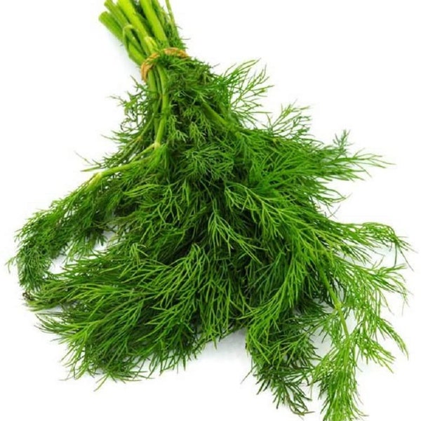 Dill Herb Seeds , Bouquet Dill Seeds, "COOL BEANS N sprouts" Brand. Home Gardening.