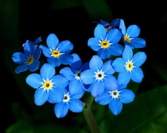 Forget-Me-Not Flower Seeds,"COOL BEANS N sprouts" Brand. Home Gardening.
