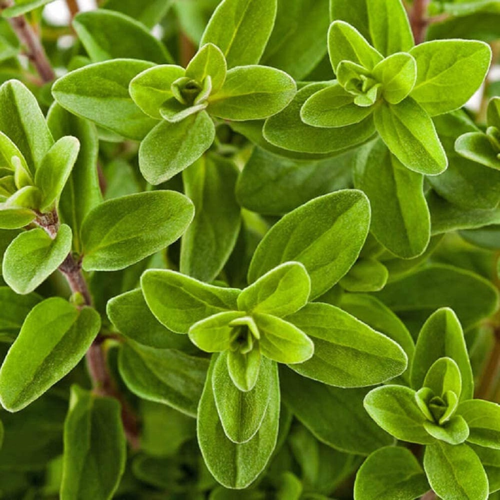 Marjoram Herb Seeds Sweet Marjoram Seeds cool BEANS N Etsy