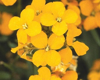 Deer Resistant Siberian Wallflower Plant Now 300 Fresh Seeds Deer Resistant Siberian Wallflower Plant Now 300 Fresh Seeds
