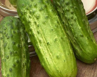Cucumber Seeds,  Boston Pickling Cucumber Seeds, "COOL BEANS N sprouts" Brand. Heirloom. Home Gardening.