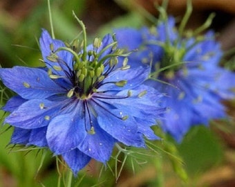 Love in a Mist Flower Seeds, Blue Love in a Mist, Nigella Damascena Flower Seeds, "COOL BEANS N sprouts" Brand. Home Gardening.