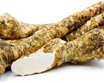 Horseradish Root Ready for Eating, Planting or Prepping, NO International shipping, Horseradish cannot be sent out of the USA.