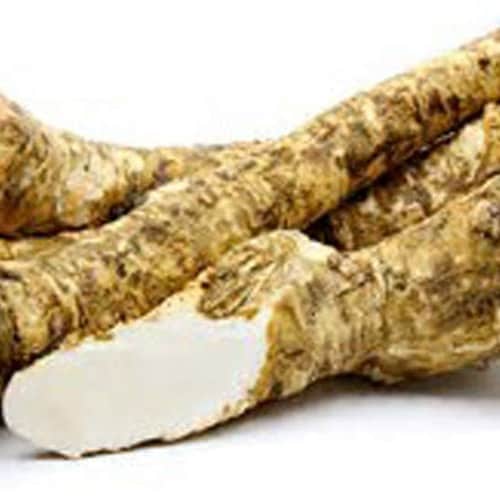 Horseradish Root Ready for Eating Planting or Prepping NO Etsy