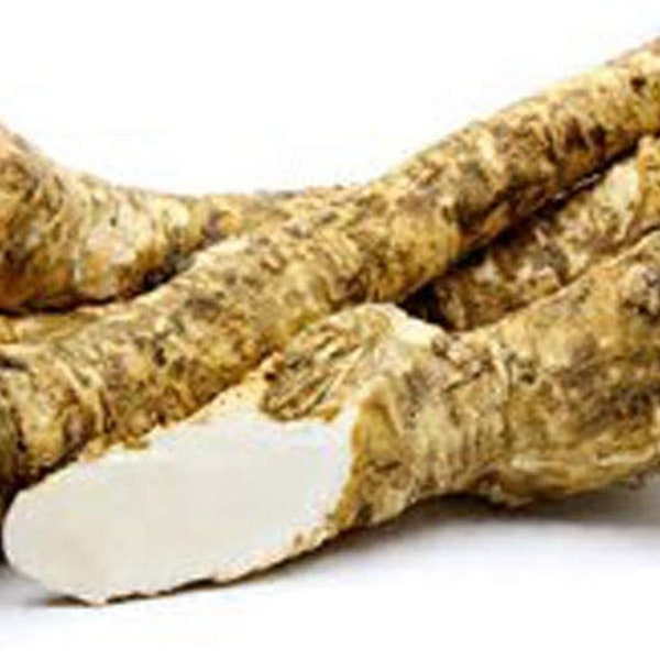 Horseradish Root Ready for Eating, Planting or Prepping, NO International shipping, Horseradish cannot be sent out of the USA.