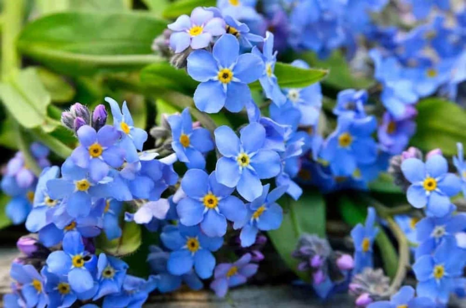 Forget-me-not Flower Seedscool BEANS N Sprouts - Etsy