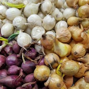 May include: A variety of onions in different sizes and colors, including white, yellow, and red onions. The onions are arranged in a pile, with some of the onions overlapping.
