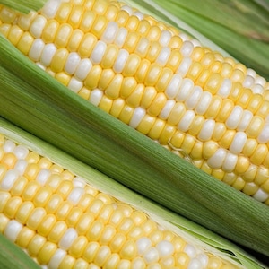 May include: Two ears of corn with husks, showing the kernels. The kernels are a mix of white and yellow.