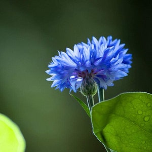 May include: Two blue cornflowers with delicate petals bloom against a green background.