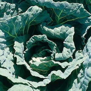 May include: Close-up of a green cabbage head with tightly packed leaves.