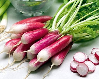 Radish Seeds, French Breakfast Radish Seeds,"COOL BEANS N sprouts" Brand. Heirloom. Non-GMO. Home Gardening.