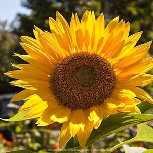 Sunflower Flower Seeds,  Russian Mammoth Sunflower Seeds, "COOL BEANS N sprouts" Brand. Non-GMO. Home Gardening.