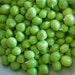 Early Alaska Heirloom Pea Seeds – Non-GMO, 100+ Seeds, Green, Easy To Grow, USA