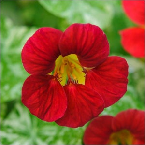 May include: A close-up of a single red nasturtium flower with five petals. The flower has a yellow center and is in focus. The background is blurred and green.