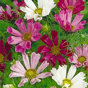 May include: A close-up of a bouquet of pink, white, and red cosmos flowers. The flowers have delicate petals and are in full bloom.