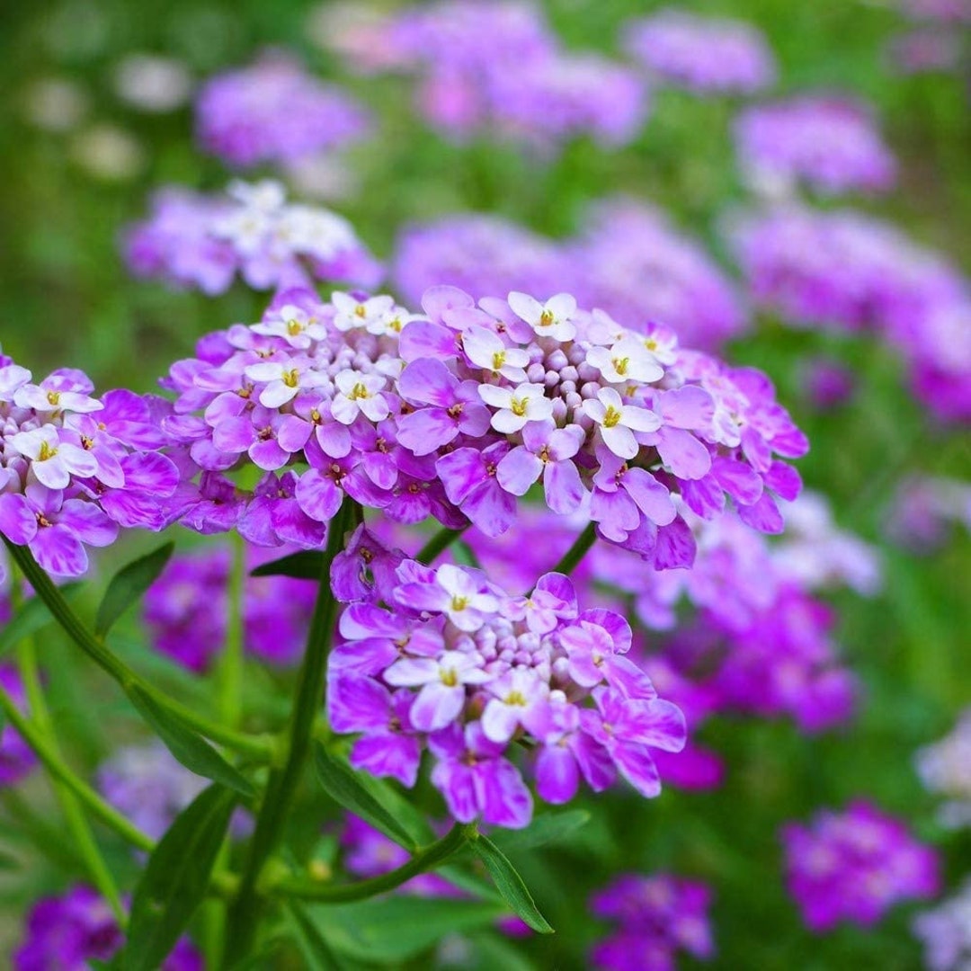 Candytuft Flower Seeds, Tall Mix Candytuft Flower Seeds, cool BEANS N