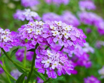 Candytuft Flower Seeds,  Tall Mix Candytuft Flower Seeds,  "COOL BEANS N sprouts" Brand. Home Gardening.