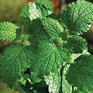 Peppermint Herb Seeds, Peppermint Seeds,"COOL BEANS N sprouts" Brand. Herb Seeds. Home Gardening.