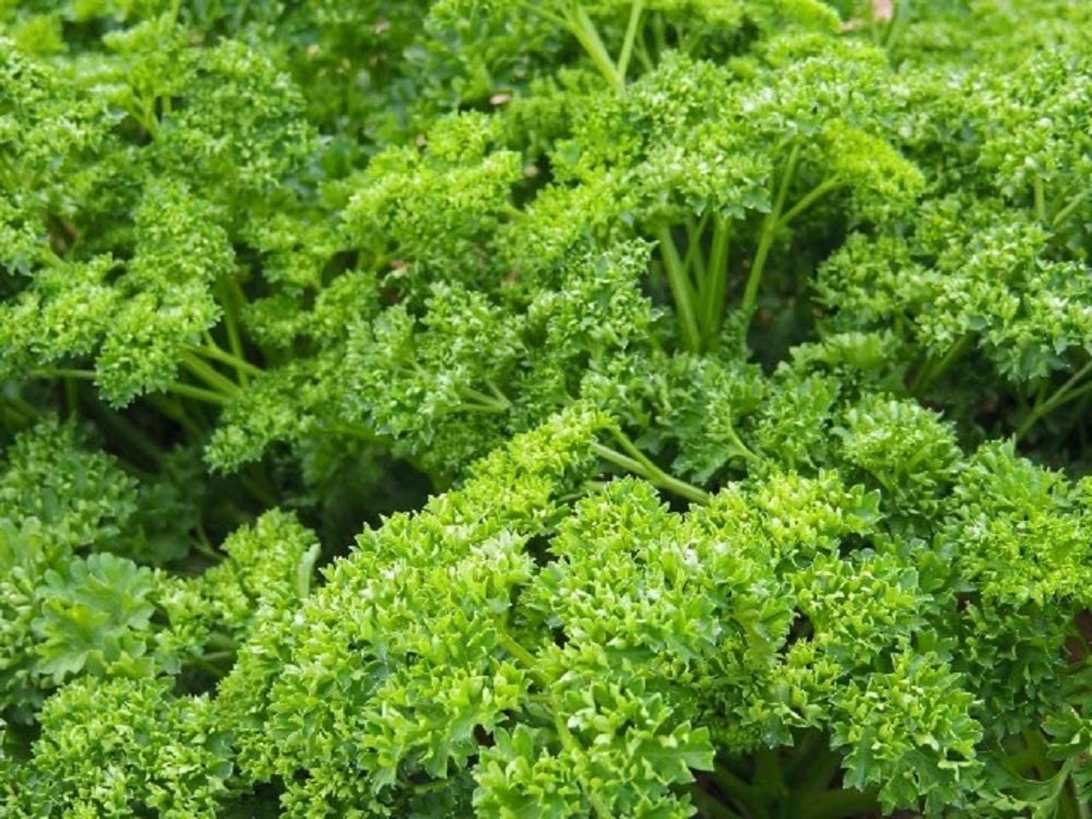 Parsley Herb Seeds Forest Green Parsley Seedscool Etsy