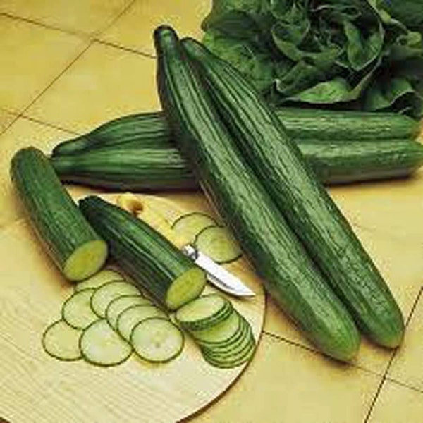 Cucumber Seeds , Long Green Improved Cucumber Seeds, Non-GMO ," COOL BEANS N sprouts" Brand by :Jacobs Ladder Ent.