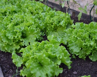 Lettuce Seeds,  Endive, Broadleaf Batavian Lettuce Seeds,"COOL BEANS N sprouts" Brand. Home Gardening.