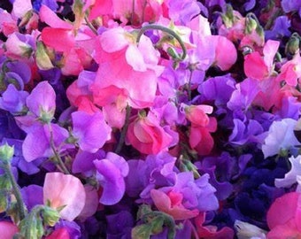 Sweet Pea Flower Seeds, "COOL BEANS N sprouts" Brand. Non-GMO. Home Gardening.