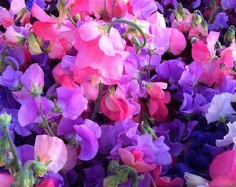 May include: A close-up of a vibrant collection of sweet pea flowers in full bloom. The flowers display a range of colors, including shades of pink, purple, and white. The petals have a delicate, ruffled texture.
