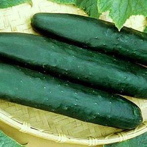 Cucumber Seeds , Long Green Improved Cucumber Seeds, Non-GMO ," COOL BEANS N sprouts" Brand by :Jacobs Ladder Ent.