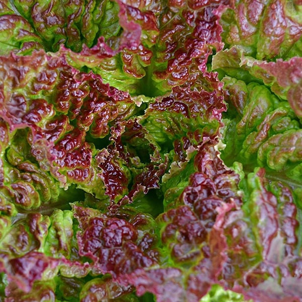 Solar Flare Lettuce Seeds Etsy